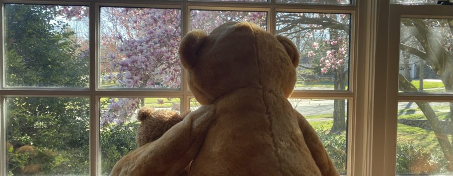 A tale of two teddys